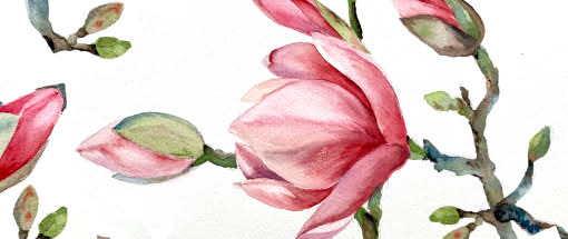 After Work: Die Magnolie - Botanische Fundstücke in Aquarell